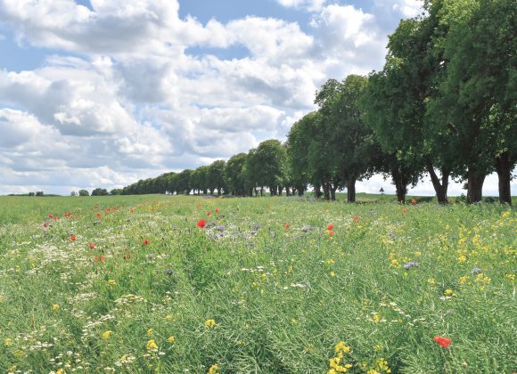 AlleeDamshagen Ostern in Parin
