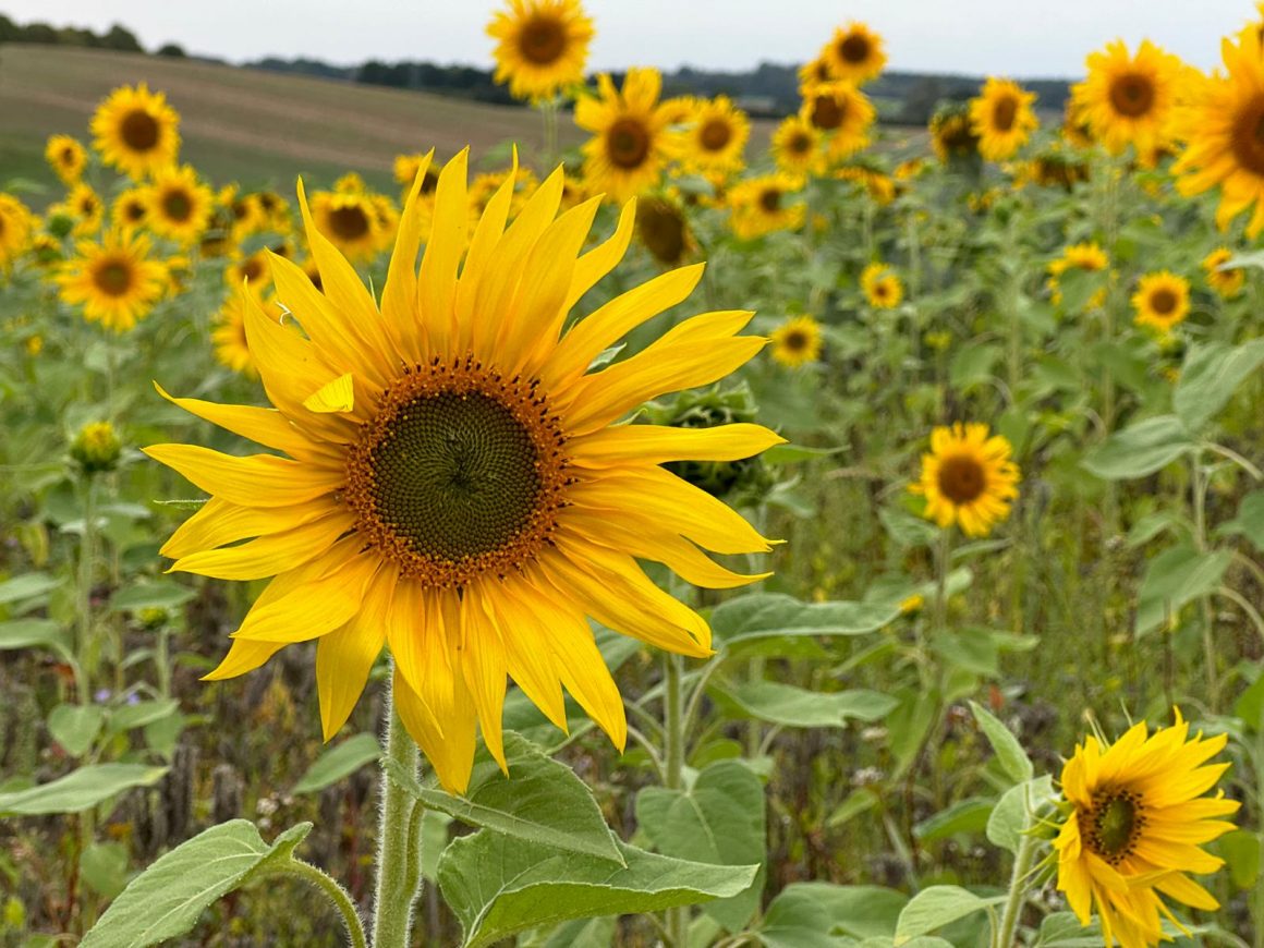 Ostseesehnsucht Hauptsaison