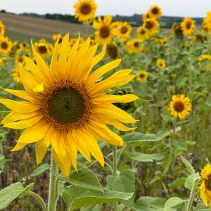 Ostseesehnsucht Hauptsaison