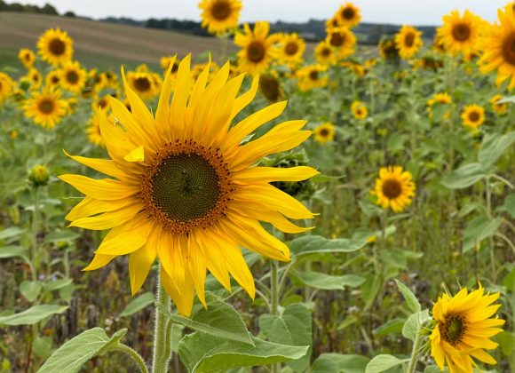 Sonnenblumen auf dem Feld Ostseesehnsucht Hauptsaison
